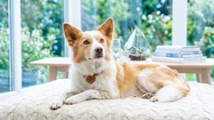 Hundbädd eller filt: Vad passar bäst hemma och på resan