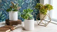 Levande stenar och gröna rovdjur: 5 ovanliga krukväxter för den som vill ha något annorlunda